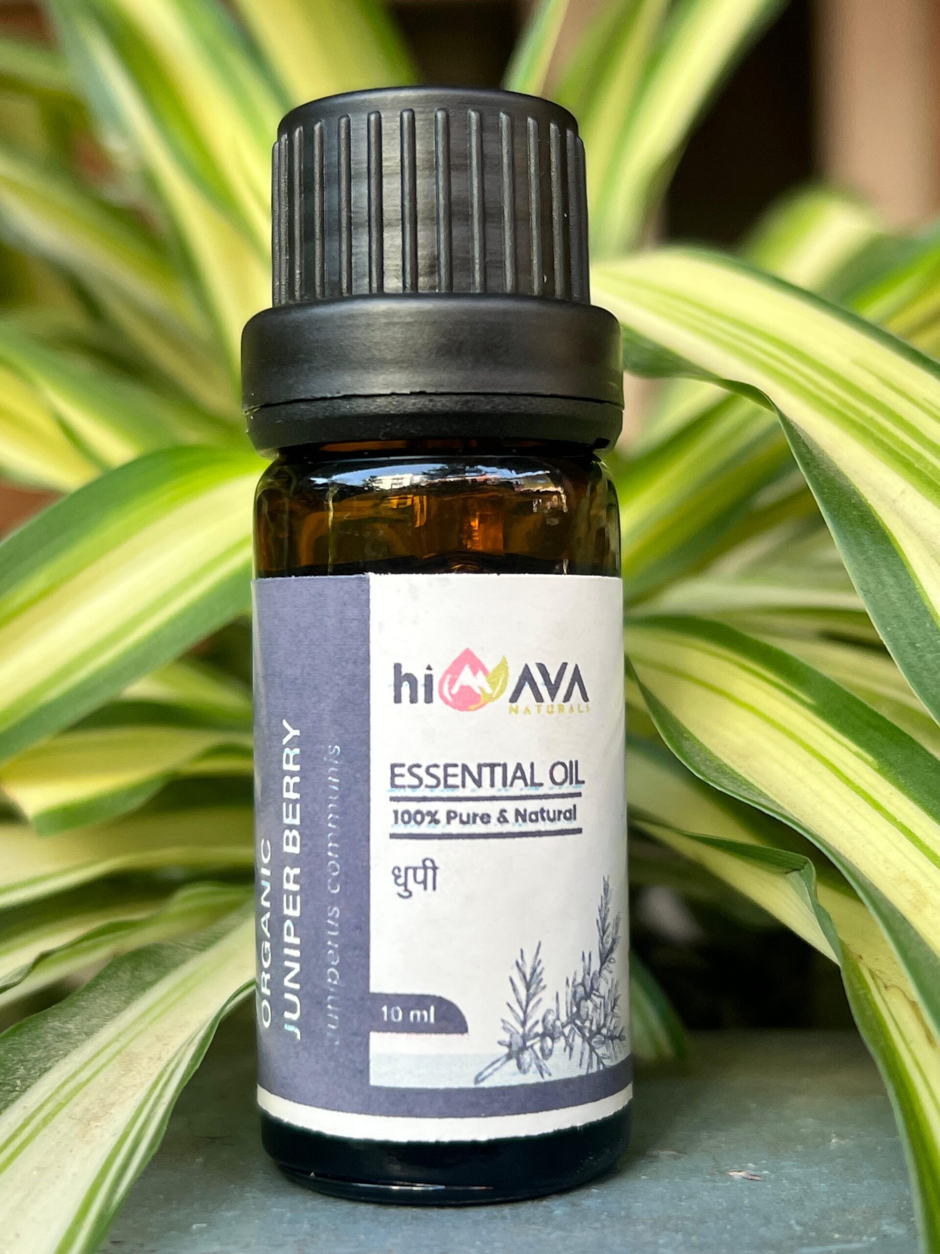 Organic Juniper Berry