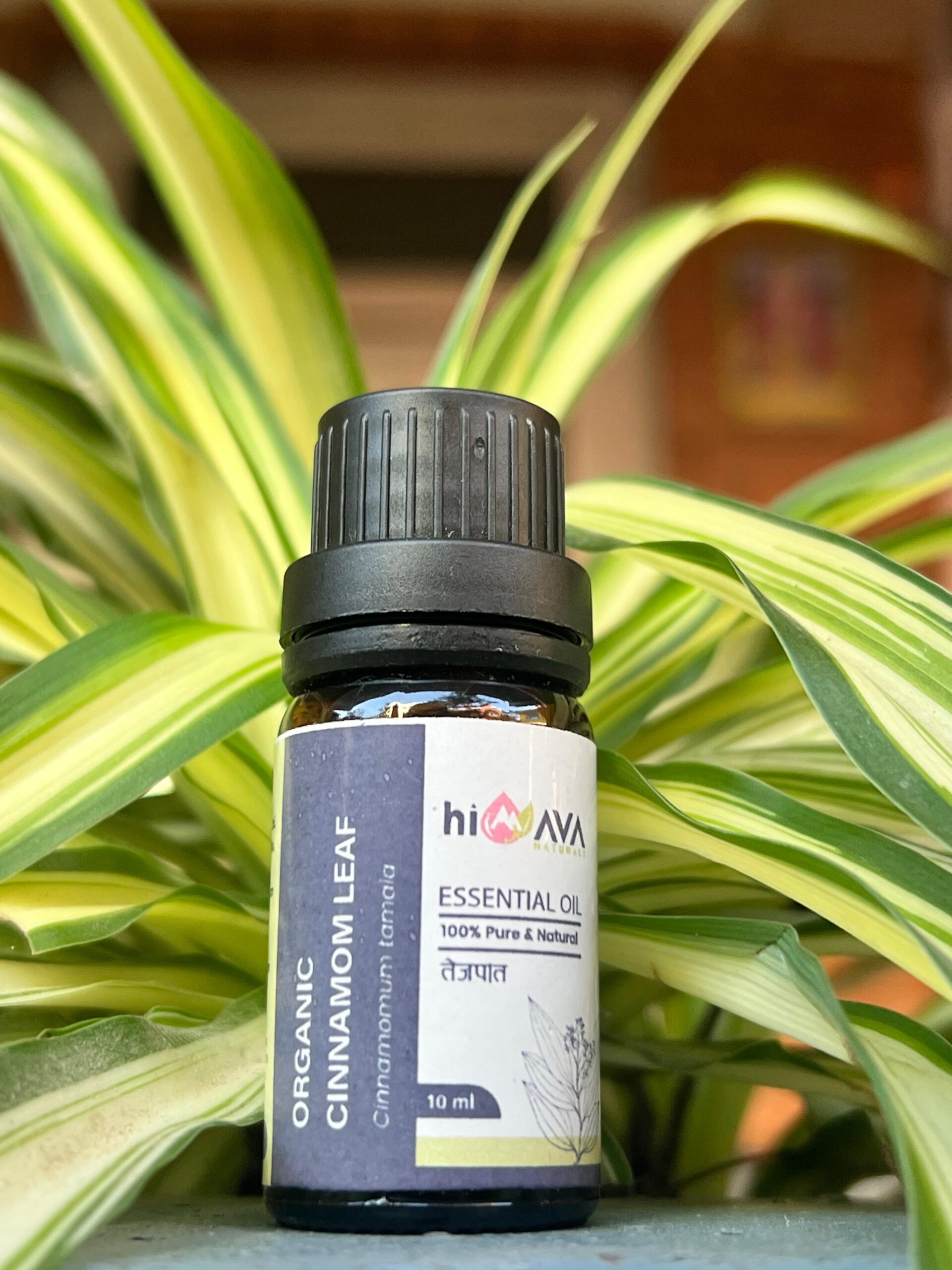 Organic Cinnamon leaf