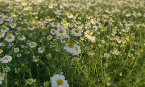 ORGANIC GERMAN CHAMOMILE