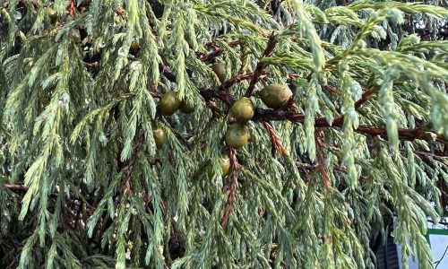ORGANIC JUNIPER BERRY