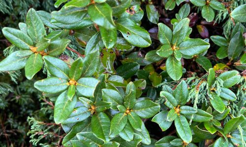 ORGANIC RHODODENDRON