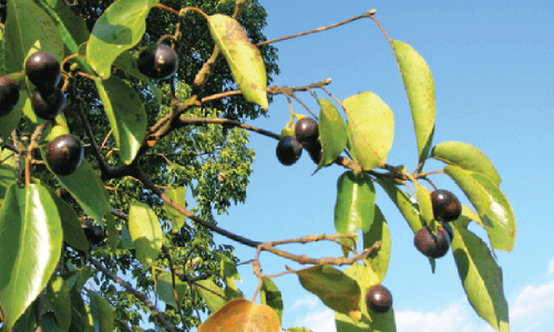 ORGANIC SUGANDHA KOKILA